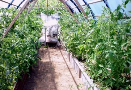 Що робити якщо жирують помідори якщо томати в теплиці, опис, відео (помідори) Що робити якщо жирують помідори якщо томати в теплиці, опис, відео