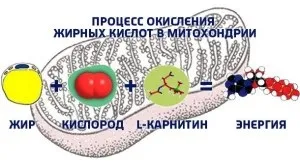 Що таке l carnitine і як приймати (carnitine) Що таке l carnitine і як приймати