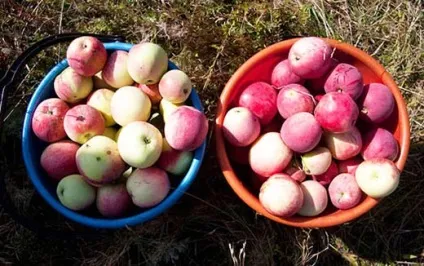 Що таке селекція і чим вона займається (селекція) Що таке селекція і чим вона займається