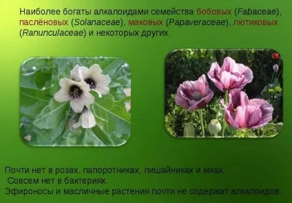 Що таке алкалоїди
