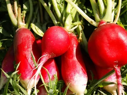 Що таке глютен veganolife (продукти містять глютен) Що таке глютен veganolife
