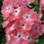 Цвітіння сакури в Японії свято сакури, flowery-blog (сакури) Цвітіння сакури в Японії свято сакури, flowery-blog