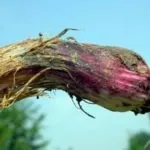 Циния коли садити, вирощування з насіння, посадка і догляд у відкритому грунті (відкритому) Циния коли садити, вирощування з насіння, посадка і догляд у відкритому грунті