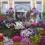 Квіти чорнобривці вирощування і догляд, flowery-blog