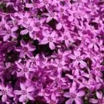 Цвітіння сакури в Японії свято сакури, flowery-blog (свято) Цвітіння сакури в Японії свято сакури, flowery-blog