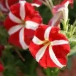 Квіти чорнобривці вирощування і догляд, flowery-blog