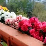 Квіти на балконі які можна і краще вирощувати, вирощуємо троянди і братки (як виростити квіти на балконі) Квіти на балконі які можна і краще вирощувати, вирощуємо троянди і братки