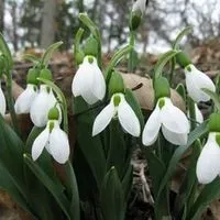 Цвітіння сакури в Японії свято сакури, flowery-blog (свято) Цвітіння сакури в Японії свято сакури, flowery-blog