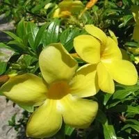 Цвітіння сакури в Японії свято сакури, flowery-blog (цвітіння) Цвітіння сакури в Японії свято сакури, flowery-blog