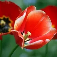 Квіти чорнобривці вирощування і догляд, flowery-blog