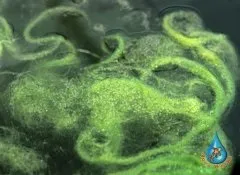Цвітіння води і каламутність в декоративному ставку (декоративному) Цвітіння води і каламутність в декоративному ставку