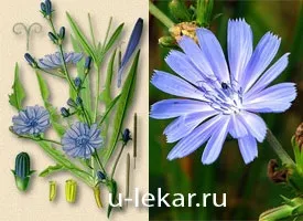 цикорій звичайний
