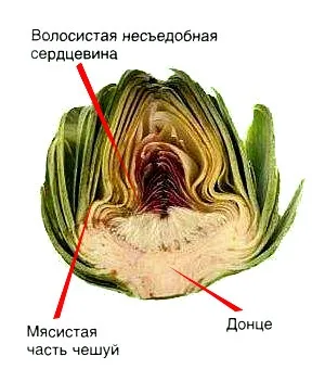 Що за рослина артишок і з чим його їдять вирощування артишоку (з чим їдять артишок) Що за рослина артишок і з чим його їдять вирощування артишоку