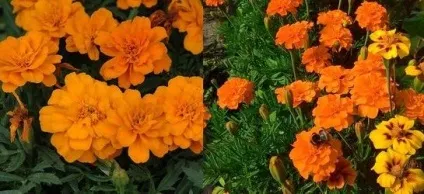 Квіти чорнобривці вирощування і догляд, flowery-blog