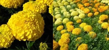 Квіти чорнобривці вирощування і догляд, flowery-blog