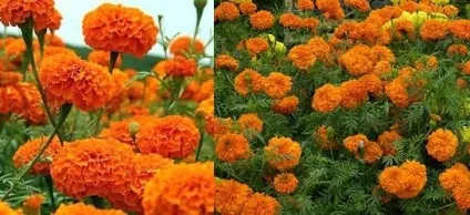 Квіти чорнобривці вирощування і догляд, flowery-blog