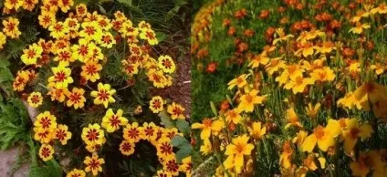 Квіти чорнобривці вирощування і догляд, flowery-blog
