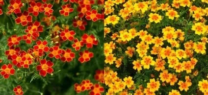Квіти чорнобривці вирощування і догляд, flowery-blog