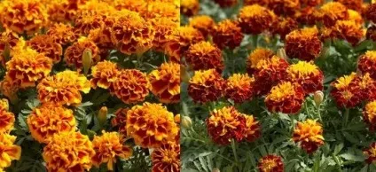Квіти чорнобривці вирощування і догляд, flowery-blog
