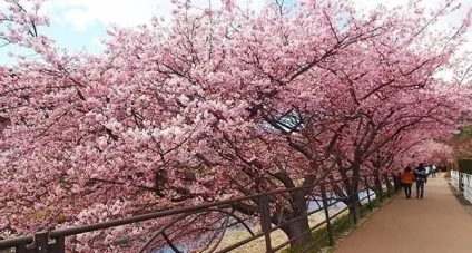 Цвітіння сакури в Японії свято сакури, flowery-blog (свято) Цвітіння сакури в Японії свято сакури, flowery-blog
