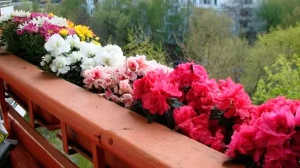 Квіти на балконі які можна і краще вирощувати, вирощуємо троянди і братки (як виростити братки на балконі) Квіти на балконі які можна і краще вирощувати, вирощуємо троянди і братки
