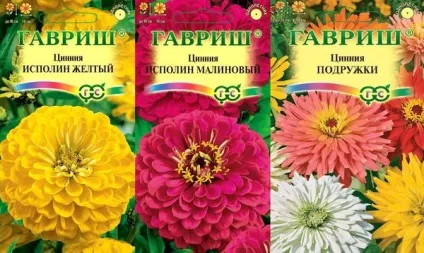 Циния коли садити, вирощування з насіння, посадка і догляд у відкритому грунті (догляд) Циния коли садити, вирощування з насіння, посадка і догляд у відкритому грунті