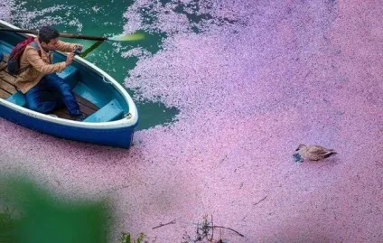 Цвітіння сакури в Японії свято сакури, flowery-blog (цвітіння) Цвітіння сакури в Японії свято сакури, flowery-blog