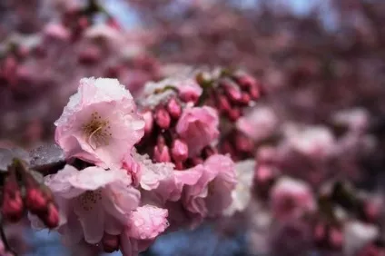 Цвітіння сакури в Японії свято сакури, flowery-blog (цвітіння) Цвітіння сакури в Японії свято сакури, flowery-blog
