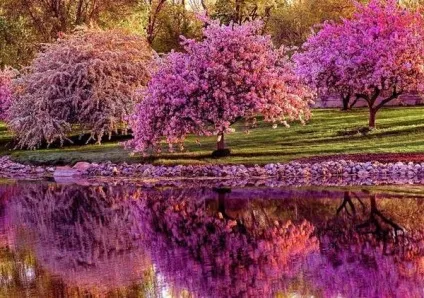 Цвітіння сакури в Японії свято сакури, flowery-blog (свято) Цвітіння сакури в Японії свято сакури, flowery-blog