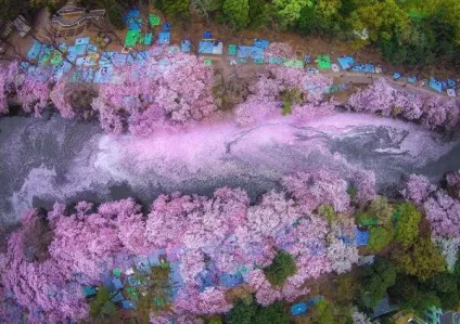 Цвітіння сакури в Японії свято сакури, flowery-blog (свято) Цвітіння сакури в Японії свято сакури, flowery-blog