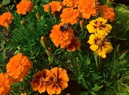 Квіти чорнобривці вирощування і догляд, flowery-blog