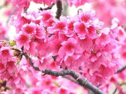 Цвітіння сакури в Японії свято сакури, flowery-blog (свято) Цвітіння сакури в Японії свято сакури, flowery-blog