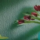 Декоративна штукатурка на кухні, особливості вибору - kuhnyagid - kuhnyagid