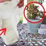 Квітка каланхое поради по догляду для довгого цвітіння (як доглядати за каланхое щоб вони цвіли в домашніх умовах) Квітка каланхое поради по догляду для довгого цвітіння