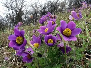 Квітка простріл звичайний і весняний посадка і догляд, розмноження (квітка) Квітка простріл звичайний і весняний посадка і догляд, розмноження