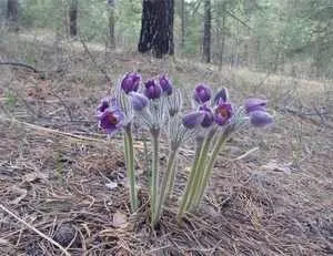 Квітка простріл звичайний і весняний посадка і догляд, розмноження (весняний) Квітка простріл звичайний і весняний посадка і догляд, розмноження