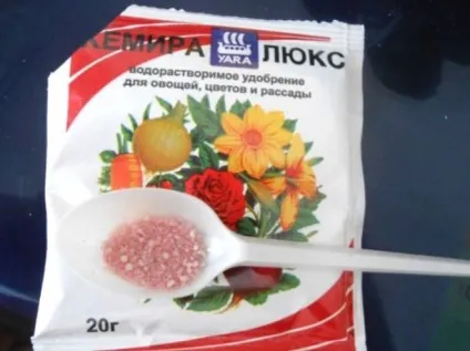 Квітка бадан - посадка і догляд у відкритому грунті (бадан) Квітка бадан - посадка і догляд у відкритому грунті