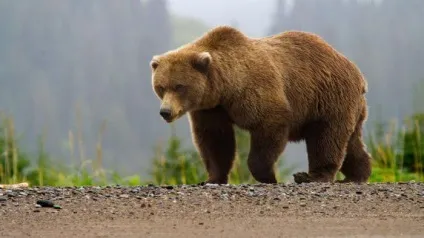 дика природа