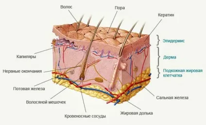 Дієта Джона Пегано при псоріазі таблиця, меню на тиждень (Джона) Дієта Джона Пегано при псоріазі таблиця, меню на тиждень