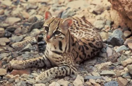 Дикі кішки леопардова кішка