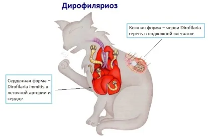 Дирофіляріоз у кішок - симптоми, лікування, діагностика, профілактика (кішок) Дирофіляріоз у кішок - симптоми, лікування, діагностика, профілактика