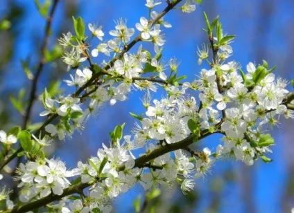 Дика слива як називається, опис, корисні властивості і рецепти