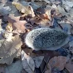 Домашні вихованці вухаті їжаки (вихованці) Домашні вихованці вухаті їжаки