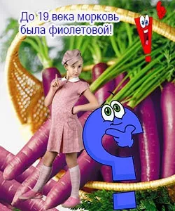 До 19 століття морква була фіолетовою!