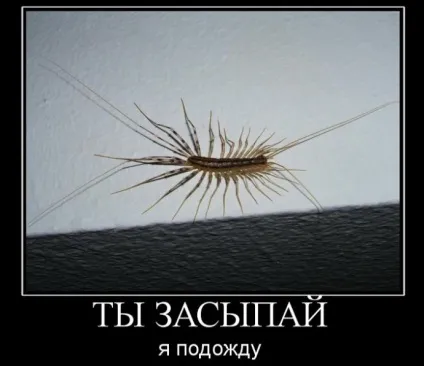 Домашня мухоловка знайомство з сусідами