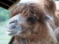 Двогорбий верблюд, бактріан (camelus bactrianus) верблюд двогорбий фото хабтагай ареал зовнішній вигляд