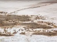 Двогорбий верблюд, бактріан (camelus bactrianus) верблюд двогорбий фото хабтагай ареал зовнішній вигляд