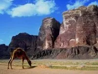 Двогорбий верблюд, бактріан (camelus bactrianus) верблюд двогорбий фото хабтагай ареал зовнішній вигляд