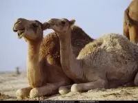 Двогорбий верблюд, бактріан (camelus bactrianus) верблюд двогорбий фото хабтагай ареал зовнішній вигляд