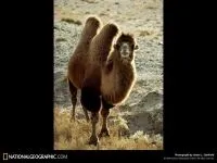 Двогорбий верблюд, бактріан (camelus bactrianus) верблюд двогорбий фото хабтагай ареал зовнішній вигляд
